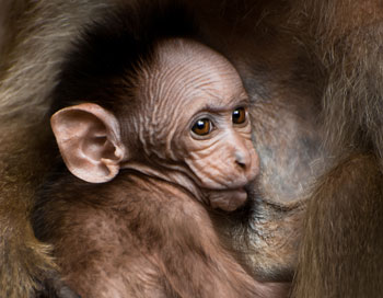 Mamífero mamando Mono amamantando