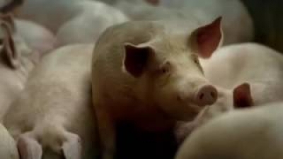 De la raspa de la piel del cerdo a las gominolas